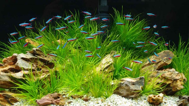FW Aquarium
