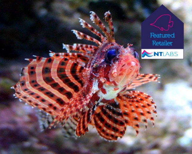 Turkeyfish