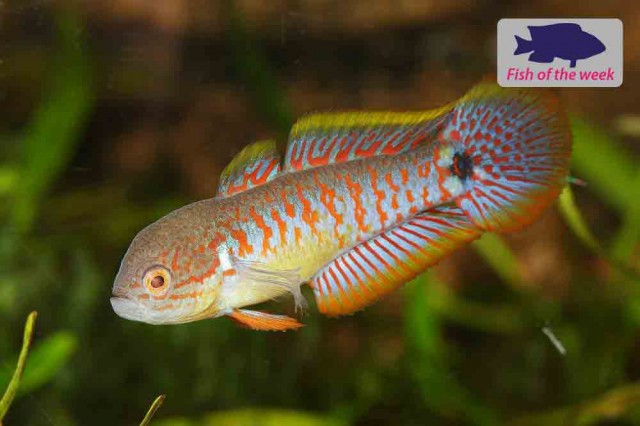 Peacock Goby