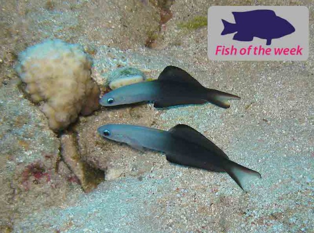 Blackfin