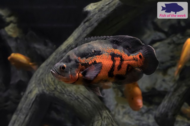 Fish of the Week - Oscar