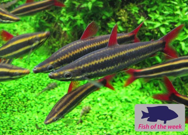 Fish of the Week - Striped Headstander