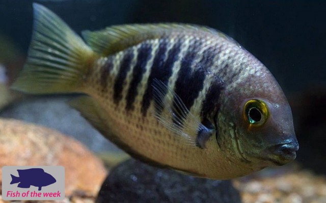 Fish of the Week - The Canara Pearlspot Cichlid