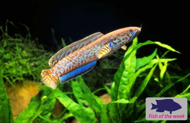 Fish of the Week - Rainbow Snakehead