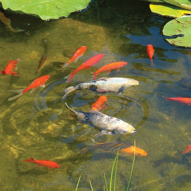 Winter Pond Food Lifestyle 2