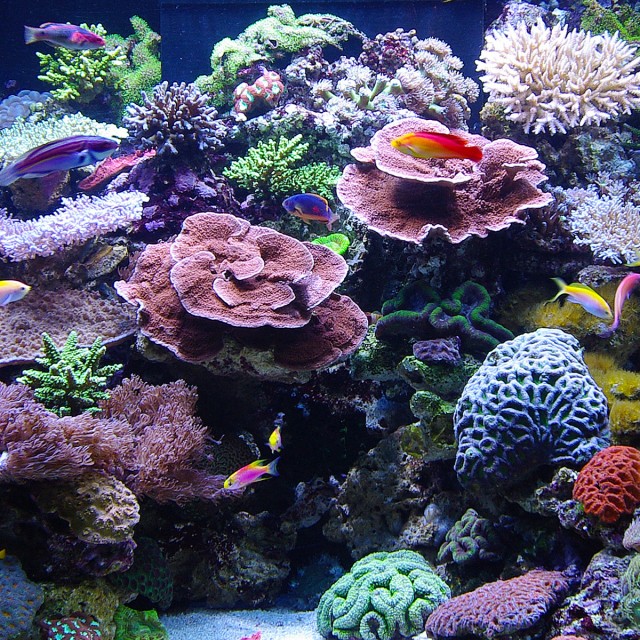 Ocean Grazer LS3